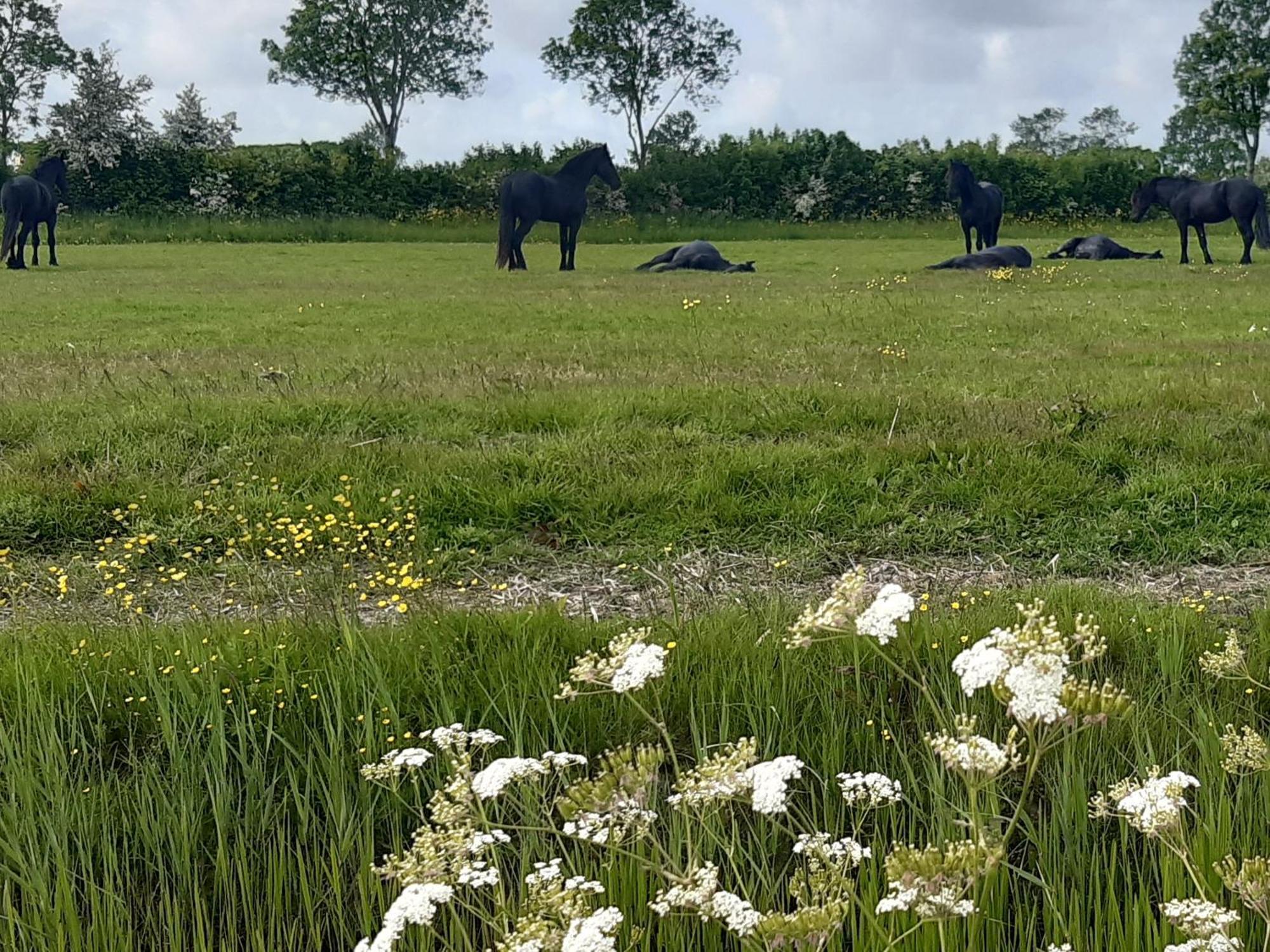 Wetterwillefriesland Wommels Εξωτερικό φωτογραφία